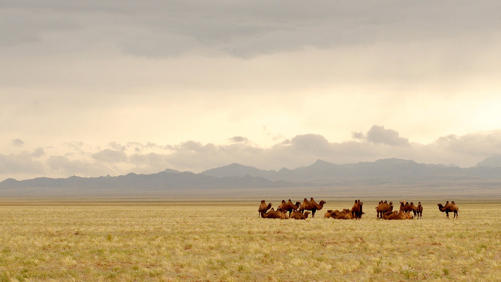 La Saga de Mongolia hacia el Este – Sofía a Ulán Bator (junio, 28 días)