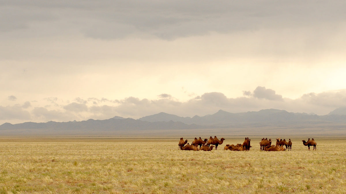 Die Mongolei-Saga Ostwärts – Sofia nach Ulaanbaatar (Juni, 28 Tage)
