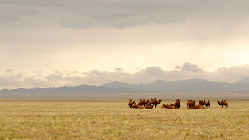 Die Mongolei-Saga Ostwärts – Sofia nach Ulaanbaatar (Juni, 28 Tage)
